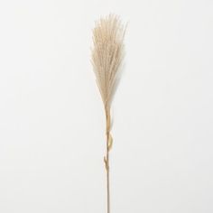 a dried plant is shown against a white background