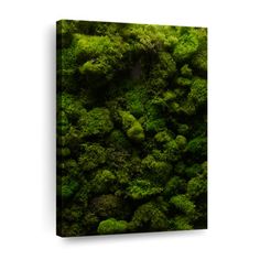 a green moss covered wall with lots of trees in the background canvas wall art print