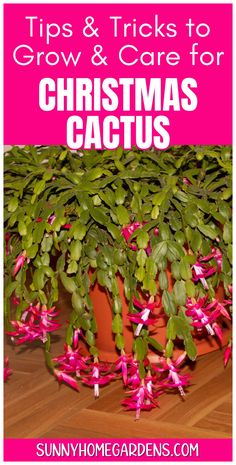 some pink flowers and green plants with text overlay that says tips & tricks to grow and care for christmas cactus