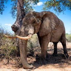 an elephant standing next to a tree in the wild