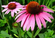 two pink flowers in the middle of some green grass and plants with red center petals