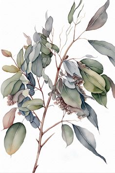 watercolor painting of eucalyptus leaves and buds