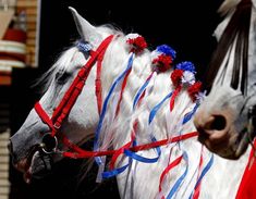 two white horses with red, white and blue decorations on their heads are standing next to each other