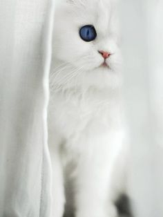 a white cat is peeking out from behind the curtain