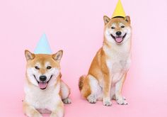 two shiba dogs wearing party hats sitting on pink background with happy birthday message below