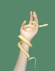 a hand holding a yellow snake wrapped around it's wrist and the end of its arm