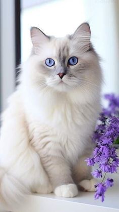 Douglas Friedman, Siberian Cats, Domestic Cat Breeds, Mean Cat, World Cat, Video Tiktok, Neko Cat, Cat Fashion, The Emperor