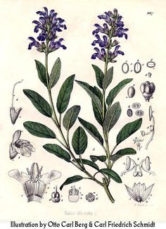 an illustration of some flowers and leaves