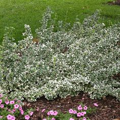 some pink and white flowers in the grass