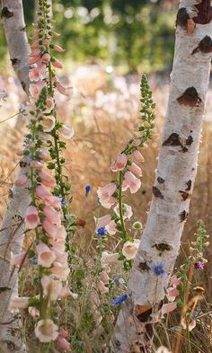 the flowers are blooming in the woods by the birch trees and grass on the ground