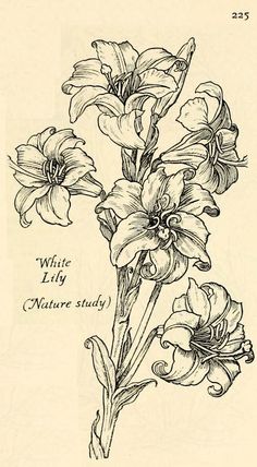 a drawing of some flowers with the words white lily nature study on it's side