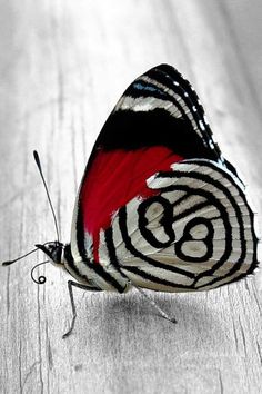 a red and black butterfly sitting on top of a wooden table