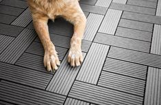 a brown dog laying on top of a wooden floor