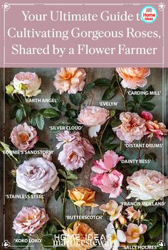 the ultimate guide to cultivating gorgeous roses, shared by a flower farmer