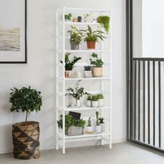 a white shelf filled with potted plants next to a window