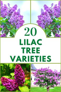 lilac tree varieties with text overlay that reads, 20 lilac tree varieties