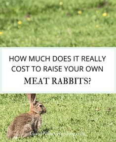 a rabbit sitting in the grass with text overlay reading how much does it really cost to raise your own meat rabbits?