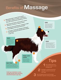 the benefits of massage for dogs are shown in this info sheet, with information on how to use it