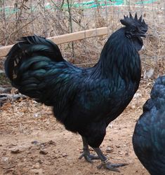 two black chickens standing next to each other