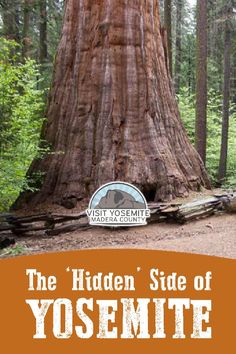 the hidden side of yosemite with an image of a giant tree in the background