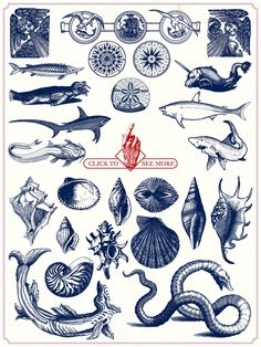 an illustration of sea animals and other marine creatures