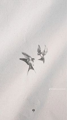 two birds flying next to each other in the sky