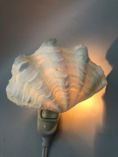 a light that is on the side of a wall with a shell shaped lamp attached to it