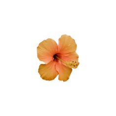 a single orange flower on a white background