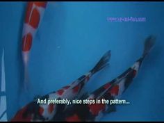 two koi fish are in the water with words written below them that read, and preferably, nice steps in the pattern