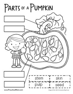 parts of a pumpkin worksheet