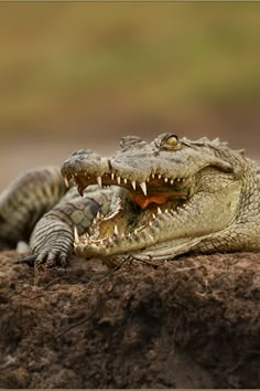 two alligators resting on the ground with their mouths open