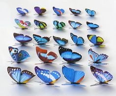 many blue and orange butterflies on a white surface