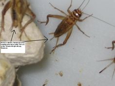 two brown bugs sitting next to each other on top of a white surface with an arrow pointing at them