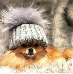 a small dog wearing a knitted hat with fur pom - poms on it's head