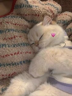 a white cat sleeping on top of a blanket next to a stuffed teddy bear wearing a pink heart