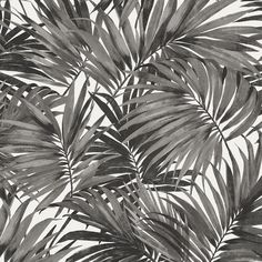 black and white photograph of palm leaves