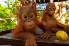 two monkeys sitting next to each other on top of a wooden table with fruit in front of them