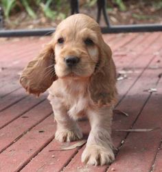 a small brown dog standing on top of a wooden floor