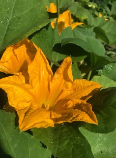 yellow flowers with green leaves in the background