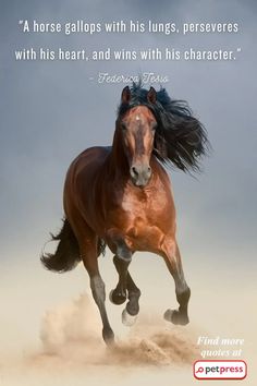 a horse gallops with his wings, perseverses with his heart, and wins with his character