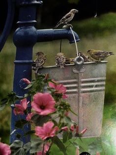 some birds are sitting on top of a bucket and drinking water from the faucet