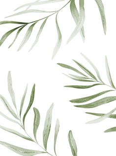 green leaves on a white background