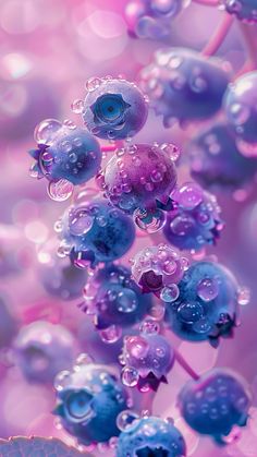 blue berries with water droplets on them are seen in this image, as well as the background