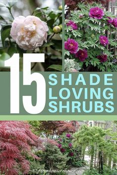 15 shade loving shrubs that are easy to grow