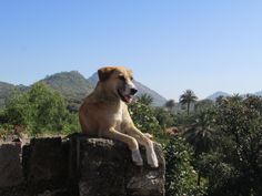 a brown dog sitting on top of a stone wall next to lush green trees and mountains