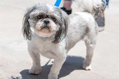 a small gray and white dog standing next to a person on a skateboard with a blue leash