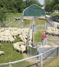 a herd of sheep standing on top of a lush green field next to a metal fence