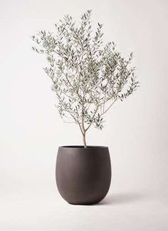 an olive tree in a gray vase on a white background