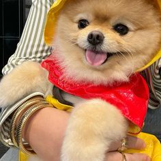 a person holding a small dog wearing a yellow raincoat and red scarf on it's chest