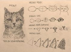 a drawing of cats'heads and their different types of eyes are shown in this image